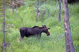 Moseying Moose_02927